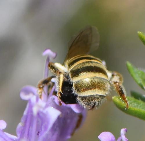 Seladonia subaurata